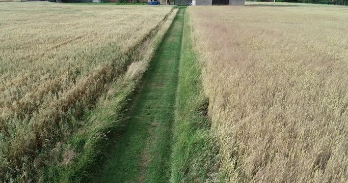 The beutiful road in the cornfield in summer 4k by dji drone phantom 4 pro
