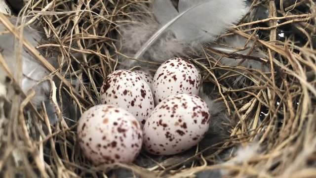 Swallow eggs sitting in a nest - close up