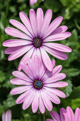 Fototapeta premium Pink Daisy 2