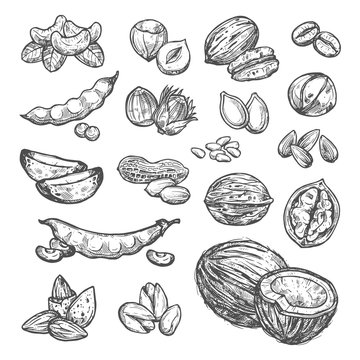 Nut, seed and bean sketch of healthy food design