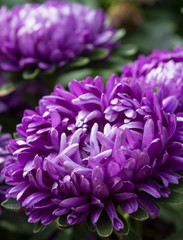 Purple petals