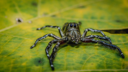 macro shot of jumping spider on a  leaf