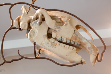Remains of a prehistoric animal on display.
