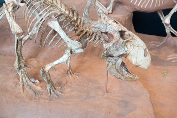 fossilized remains of a dinosaur on exhibition.