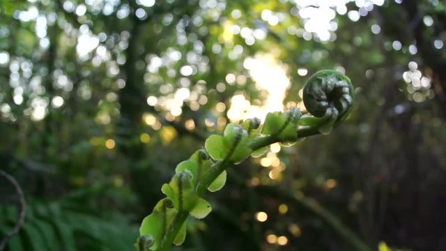 New Zealand Nature fern/koru Branch