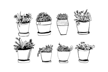 Plants illustrations. Hand drawn object