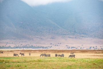 A gamedrive safari in Ngorongoro crater,Tanzania