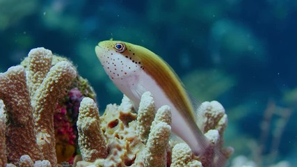 Freckled hawkfish paracirrhites forsteri resting  on a tropical coral reef, WAKATOBI, Indonesia
