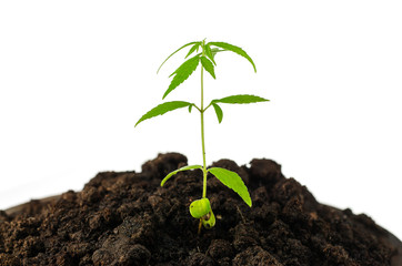 marijuana, Cannabis seedling close up on white background