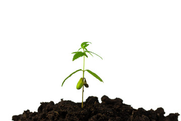 marijuana, Cannabis seedling close up on white background