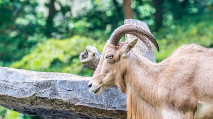African mountain goat in a wildlife park