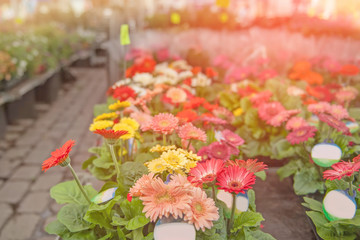 Street at sunset, decorated with a large flower bed of white, pink, purple flowers