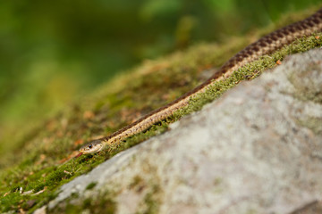 Garter Snake