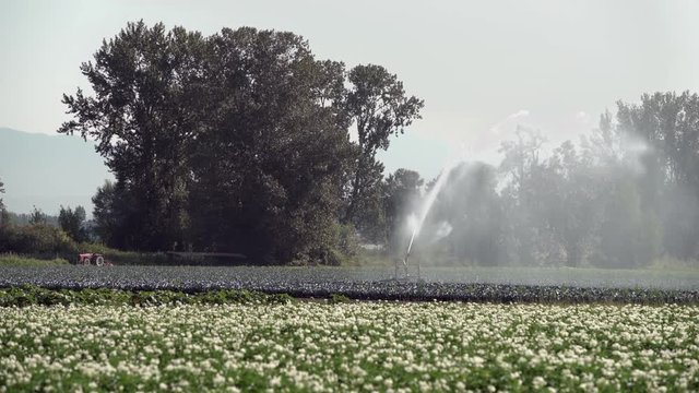 Agriculture Irrigation Sprinkler 4K UHD. A sprinkler irrigates a vegetable field. 4K. UHD.
