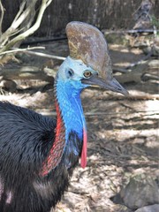 cassowary in the rainforest of Queensland