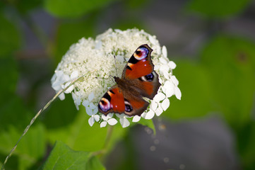European peacock (Aglais io) butterfly