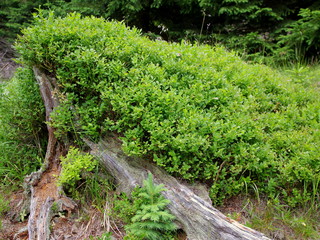 Zielony jagodnik na korzeniu drzewa w lesie