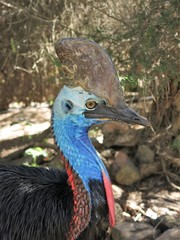cassowary in the rainforest of Queensland