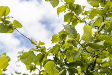 Green nuts on the tree outside.