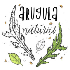 Vector vegetables aruqula grass in a realistic sketch style. Healthy food, natural product, vegetable farm, vegan food, sports nutrition. Vintage illustration. Color and black line.