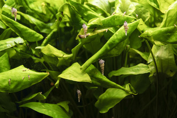 Snails on glass of aquarium with plants in the background.