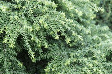 Fresh green needles.