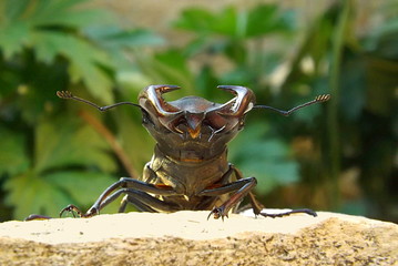 stag beetle (Lucanus cervus) close-up.