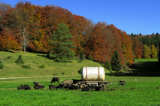 Albbueffel auf der Schwaebischen Alb