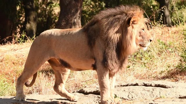 HD video of one young male lion standing on dry brown grass and dirt, looking to viewers right. Shakes and then walks away.
