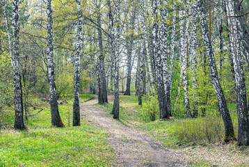Sunny spring day in a birch grove.