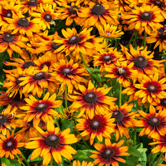 Yellow, orange and purple coneflower blooming in the garden in Göteborg, Sweden