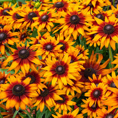 Yellow, orange and purple coneflower blooming in the garden in Göteborg, Sweden