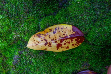 autumn leaf among stone and moss textures. Fall season backgrounds