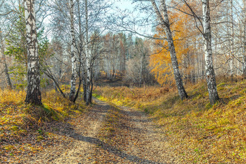 Late autumn in the Siberian forest.