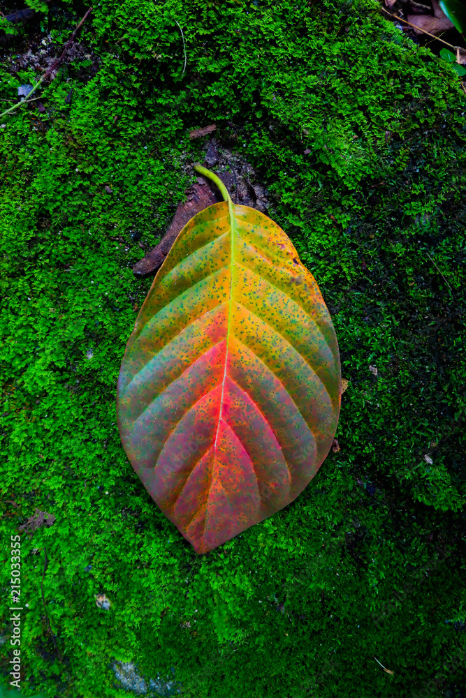 Wall mural autumn leaf among stone and moss textures. Fall season backgrounds