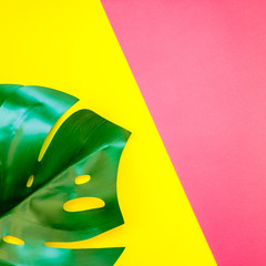 Tropical jungle monstera leaf on bright background