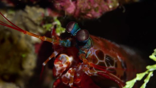 Harlequin peacock mantis shrimp in the coral reef cave, WAKATOBI, Indonesia, slow motion