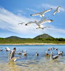 Naklejka premium Flock of seagull near the Pasman island in the Adriatic sea.Croatia.