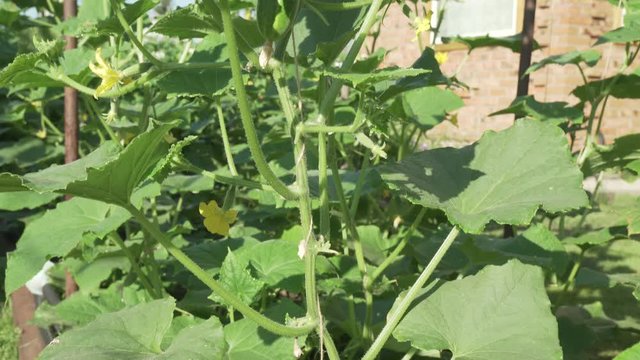 High lashes with cucumbers grow in garden stock footage video