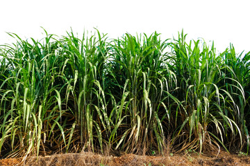 Obraz premium Tree isolated on a white background.