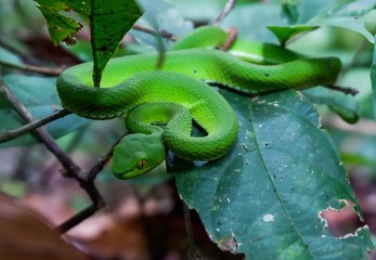 Green pit viper (Asian pit viper) hidden among leaves