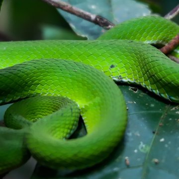 Green pit viper (Asian pit viper) hidden among leaves