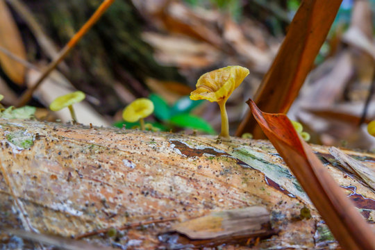 Trichaptum biforme musroom on a dead birch body