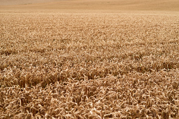 Golden wheat field. ripe wheat