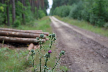 Oset przy szutrowej drodze w lesie, droga, drzewa i ścięte kłody leżące z boku są rozmyte