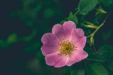 Close up view of pink flower and green leafs in the garden.