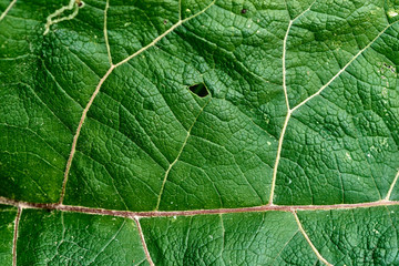 burdock leaf texture