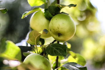 Green apples on a branch ready to be harvested, outdoors, selective focus