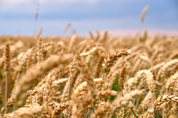 Golden wheat field. ripe wheat
