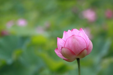 Lotus flower blossoms in a Japanese garden
